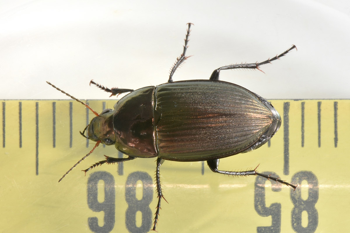 Carabidae: Amara sp?  S, Amara eurynota